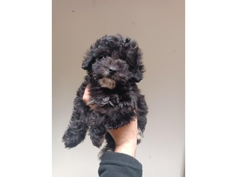 Maltipoo yavru