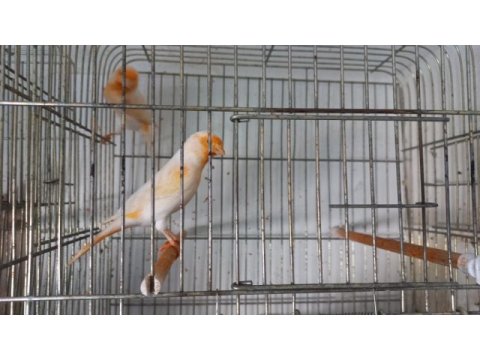 Kanarya yavru yetişkin sağlıklı güzel
