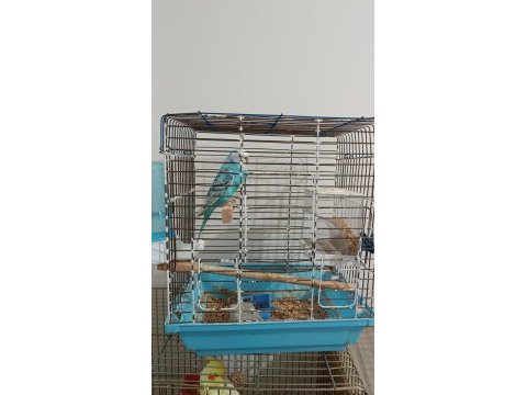 Acil satılık muhabet kuşu