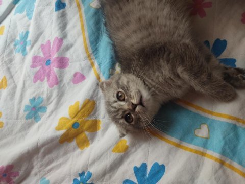 Sakin uysal ve sevecen scottish fold safkan