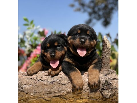 Üst kalite rottweiler yavrular