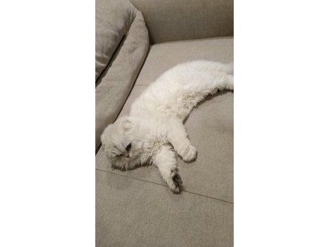Rus scottish fold