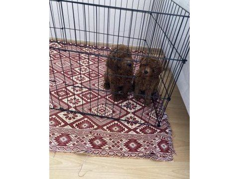 75 günlük teacup poodle