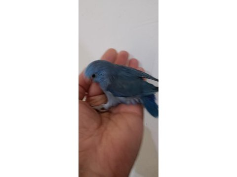 Violet erkek forpus cep papağanı