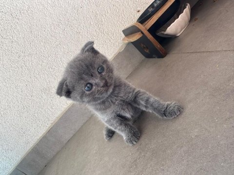2.5 aylık scottish fold yavrular