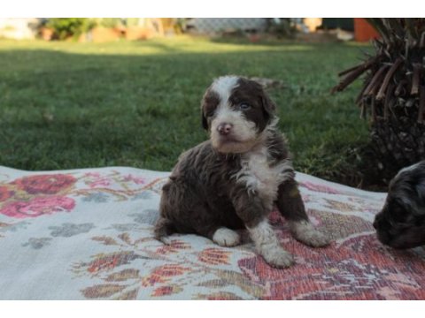 Tr de nadir bulunan irklardan ausiee doodle yavrularimiz