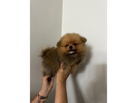Irk garantılı tea cup pomeranian boo