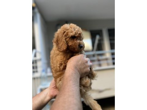 Sağlık ırk garantili toy poodle
