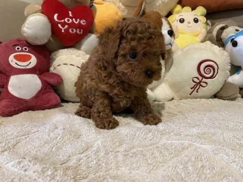 Kore erkek poodle çocuk