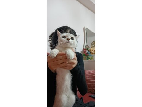 1 yaşında dişi british shorthair