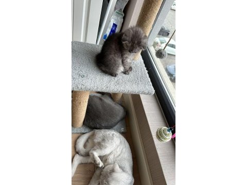 2 aylık dişi scottish fold