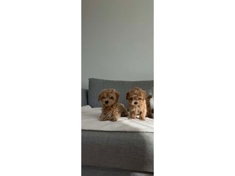 Kore maltipoo efsanesi