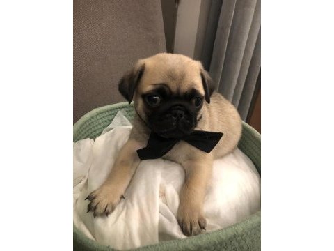 İki dişi ve bir erkek üst kalite pug mops bebekler