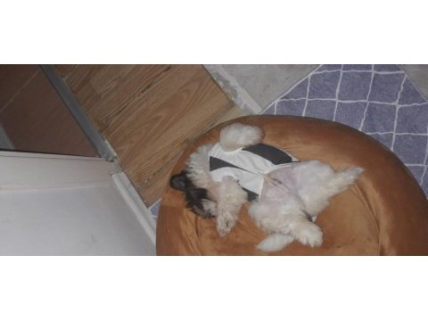 Yavru şitsu köpeği