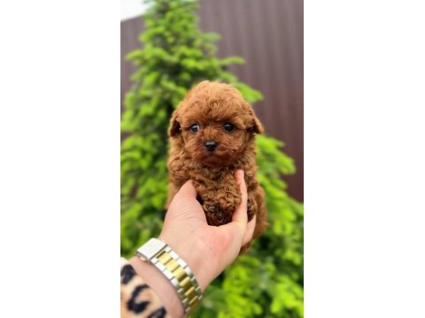 Toy poodle puppy