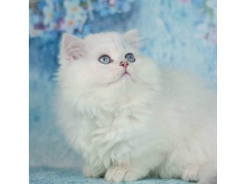 Kar gibi silver british longhair
