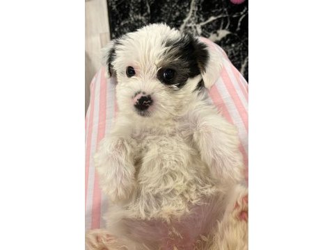 En küçük morkie bebekleri