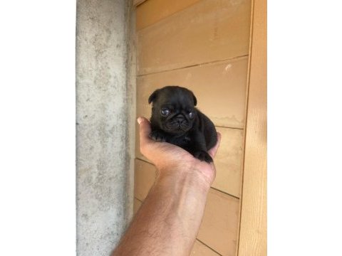A kalite yavrular pug