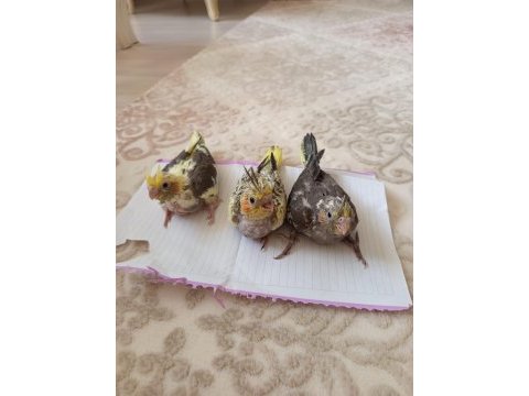 Sultan papağanı yavrusu 3 adet