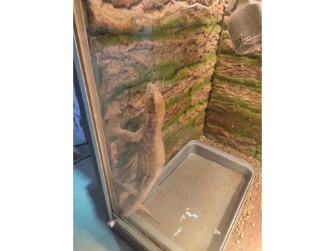 Varanus exanthrmaticus