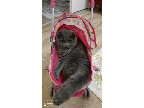 1 yaşında erkek eğitimli safkan scottish fold