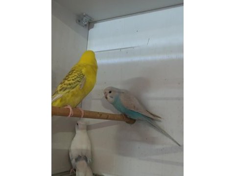 Bebek muhabbet kuşları