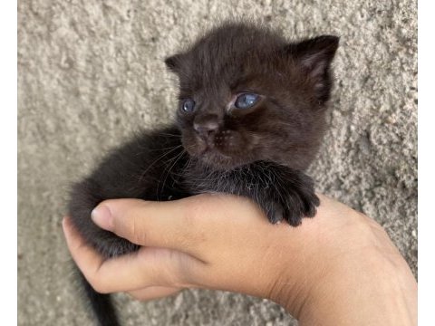 Acil sahiplendirme scottish fold bebekler