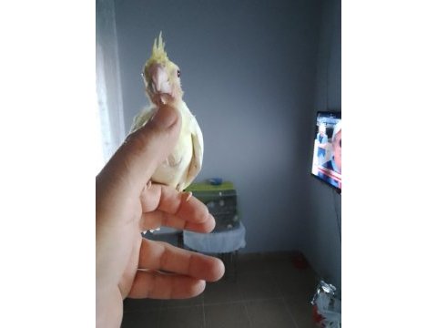 Sağlıklı sultan papağanı