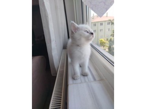 Goldenpoint shorthair 2 aylık dişi uyguna ankara