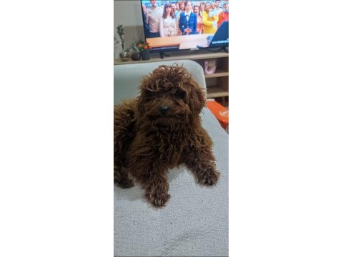 Toy poodle dişi yavru 7 aylık