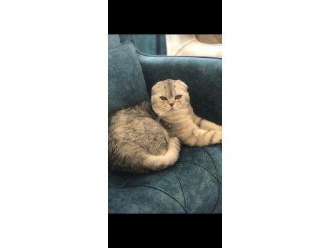 Ücretsiz kısırlaşma şartı ile scottish fold sahiplendirme