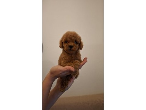 Teacup toy poodle bebeklerim mevcut
