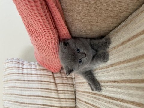 British shorthair gri erkek