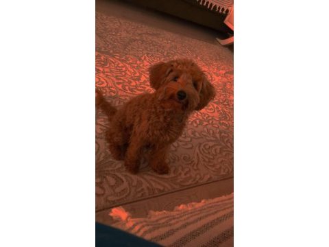 Toy poodle 6 aylık dişi her şeyi tam ilgilenenler
