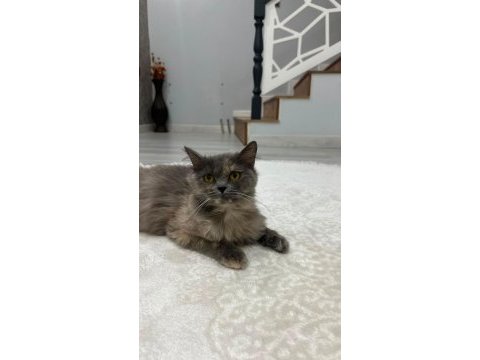 Sevecen cins ev kedisi ücretsiz