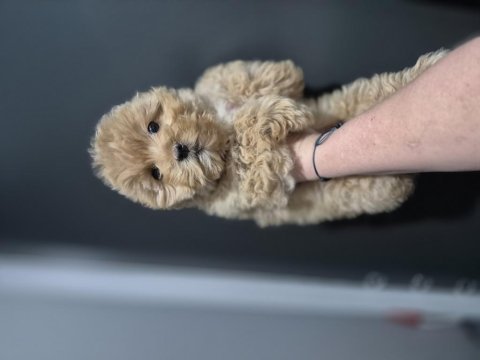 Maltipoo yavrum 55 günlük