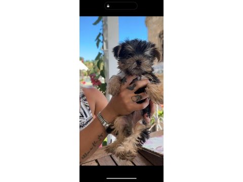 Teacup dişi yorkshire terrier