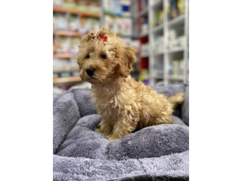Secereli red brown babadan toy poodle yavrumuz