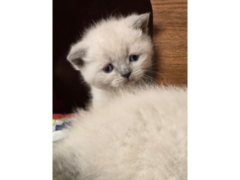 Güzel scottish fold yavrularımız yeni yuvasını bekliyor