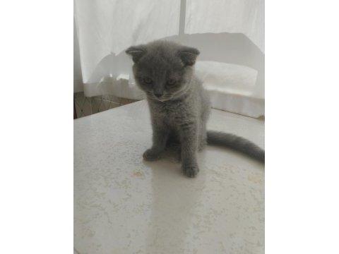 Yavru 2 aylık scottish fold kedimiz