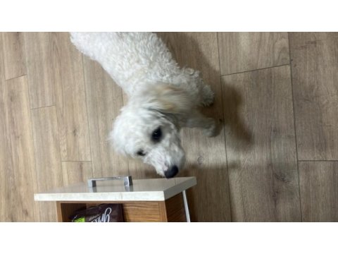 Yedi aylık bütün aşıları tam maltipoo
