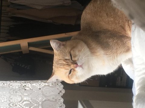 British shorthair 14 aylık kedimiz