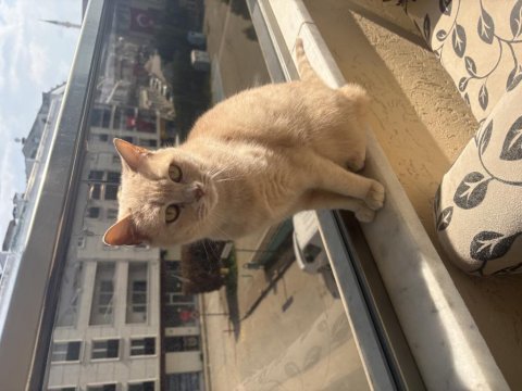 1 yaşında kedimizi sahiplendirme