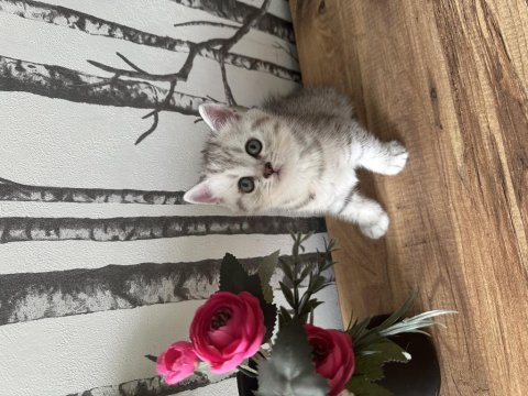 British shorthair kedim