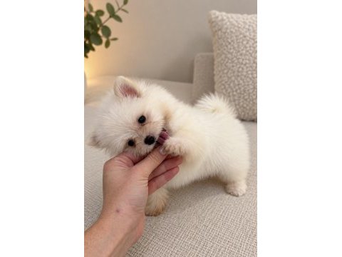 Biblo pomeranian boo mini boy