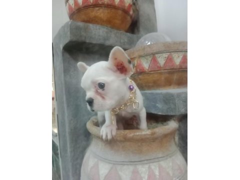 French bulldog köpeğimiz