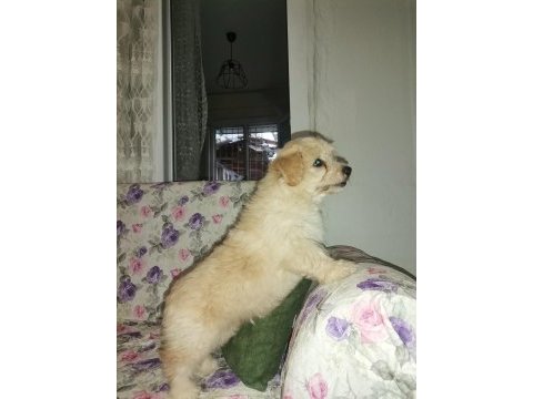 3 aylık erkek terrier sahibinden sahiplendiriyoruz