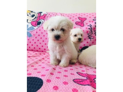 Maltese terrier 45 günlük bebekler