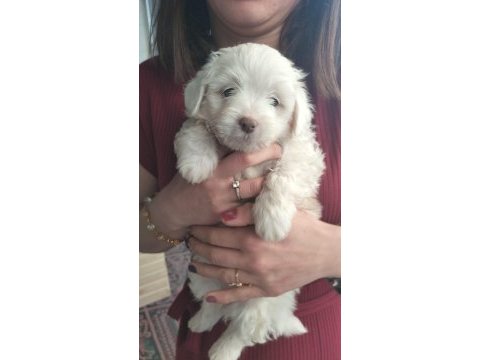 Son dişi köpeğimiz menemen