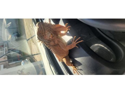 Kırmızı iguana çipli